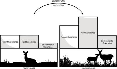 Some Memories Never Fade: Inferring Multi-Scale Memory Effects on Habitat Selection of a Migratory Ungulate Using Step-Selection Functions